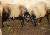 /album/fotogalerie-shetlandske-ovce/farma-melnik-34-foto-grocholova-jpg1/